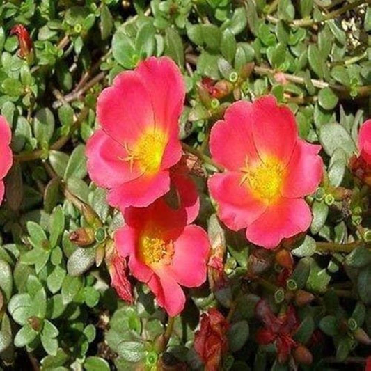 Rock Ruby flower seeds