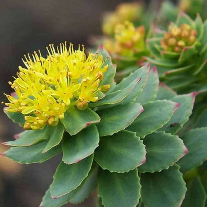 Rhodiola rosea Seeds for Planting – Heirloom Medicinal Plant Seeds