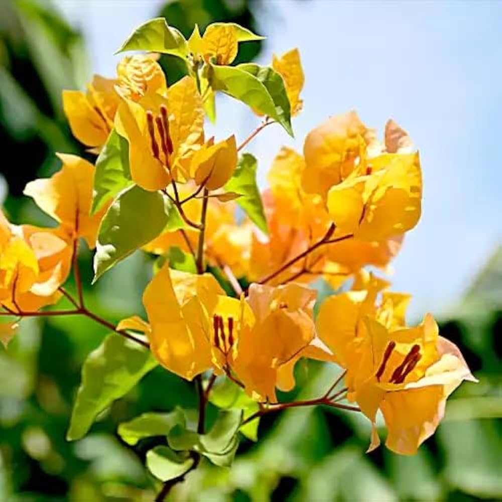 Dark Yellow flower seeds