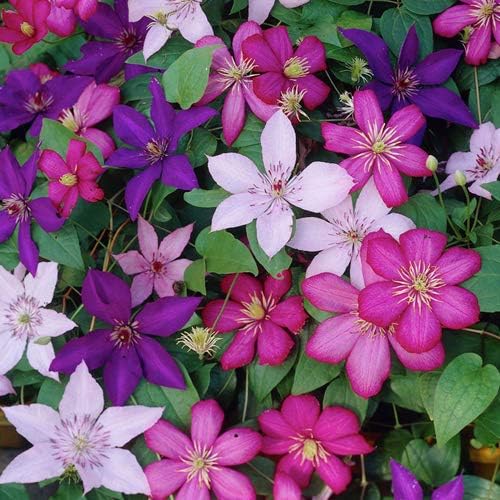Clematis flower seeds
