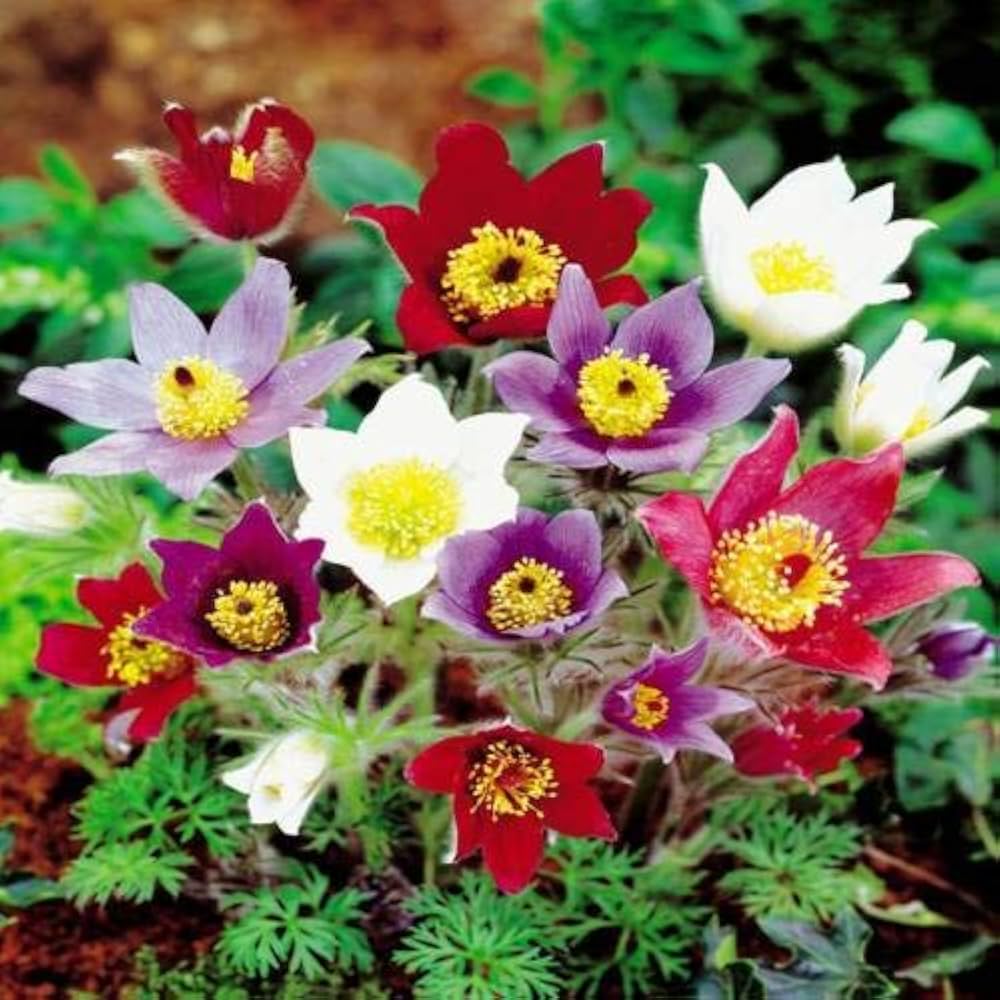 Pulsatilla Pasque flower seeds