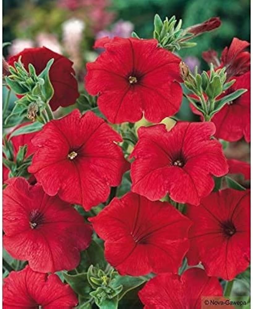 Red Strawberry flower seeds