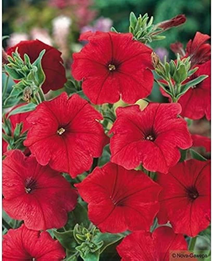Red Strawberry flower seeds