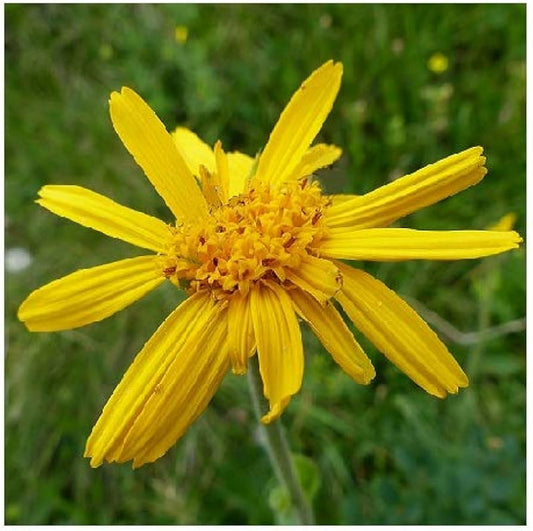 Yellow Mountain flower seeds