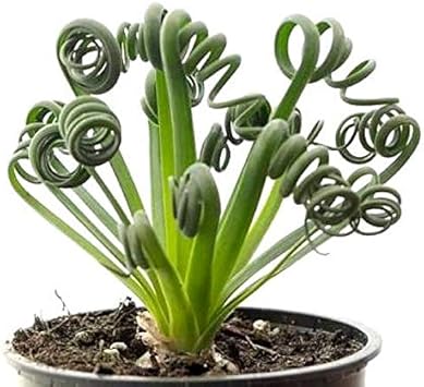Spiralis flower seeds