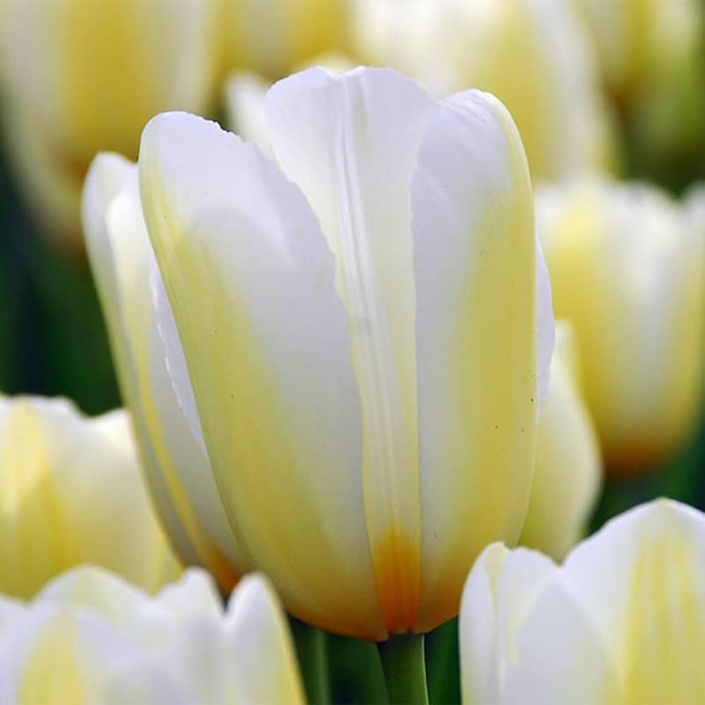 Yellow White flower seeds