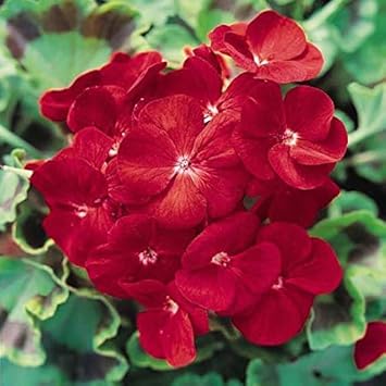 Deep Red flower seeds