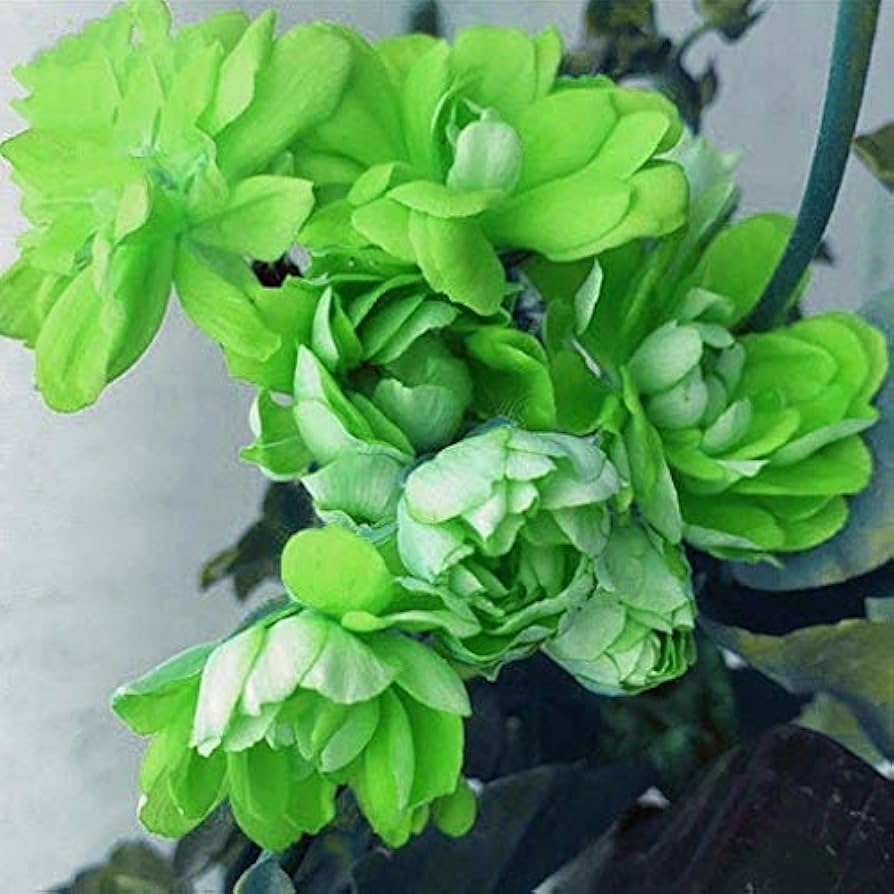 Light Green flower seeds