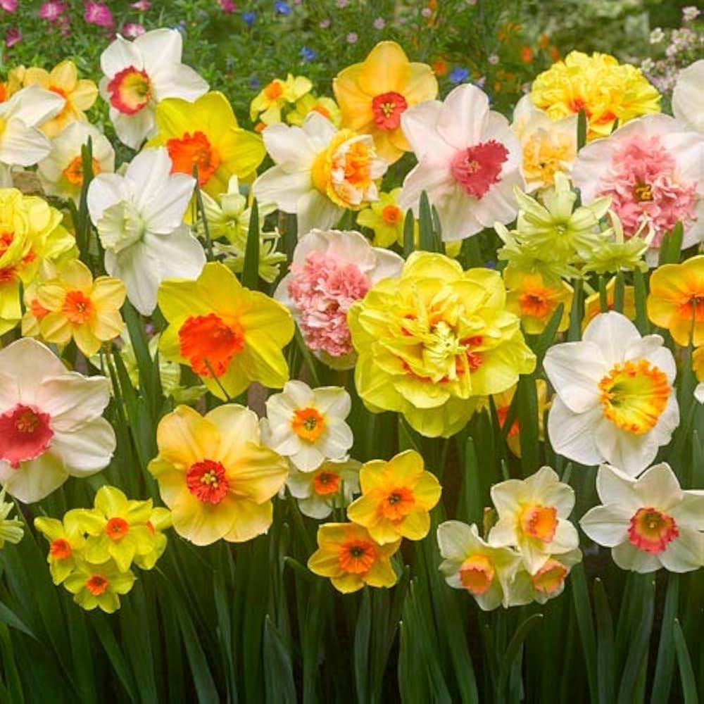 Colour Double flower seeds