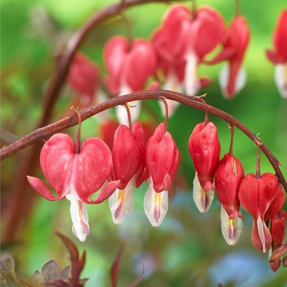 Bleeding Heart flower seeds
