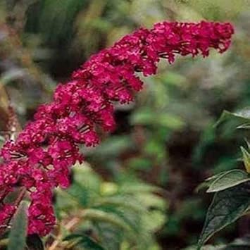 Dark Pink flower seeds