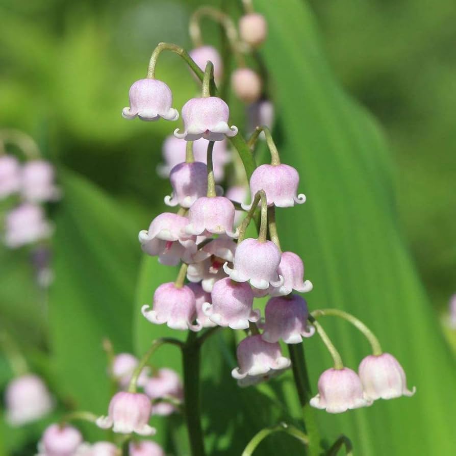 Purple Bell flower seeds
