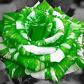 Green White flower seeds