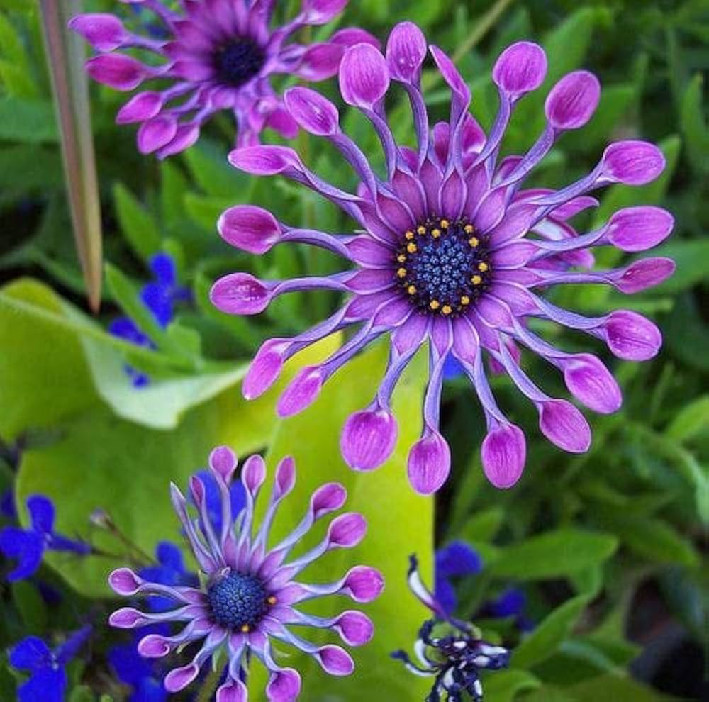 Osteospermum flower seeds