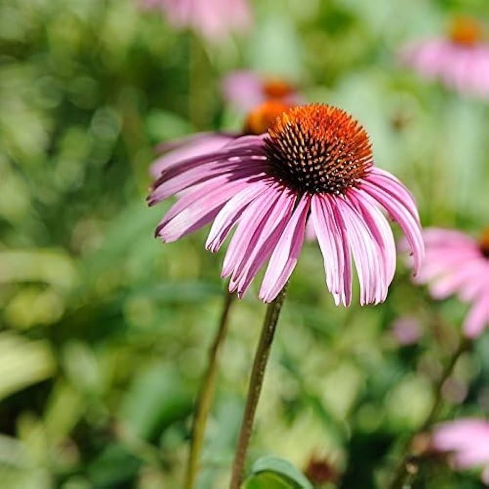 Pink Coneflower flower seeds