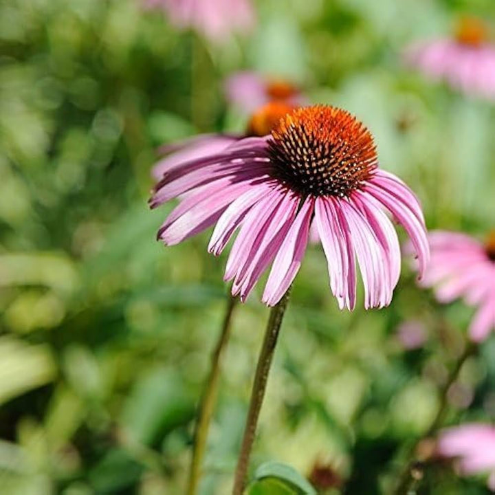 Pink Coneflower flower seeds