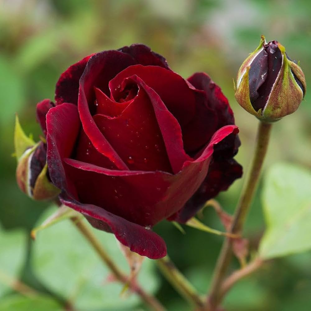 Maroon Rose flower seeds