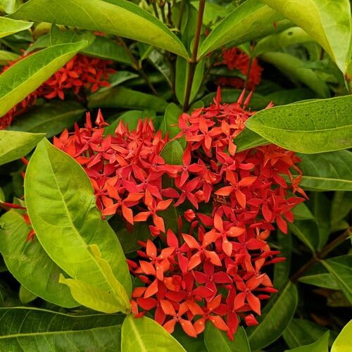 Ixora Flower Red - Heirloom, Non - Gmo Seeds