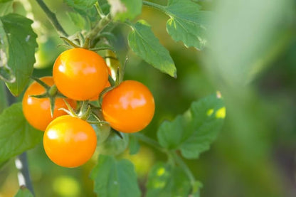 Orange Tomato Vegetable Seeds for Planting – Heirloom Non-GMO Garden Seeds