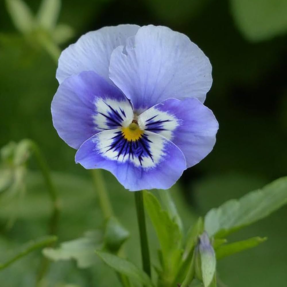 Light Blue flower seeds