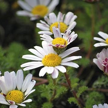 Anacyclus Pyrethrum flower seeds