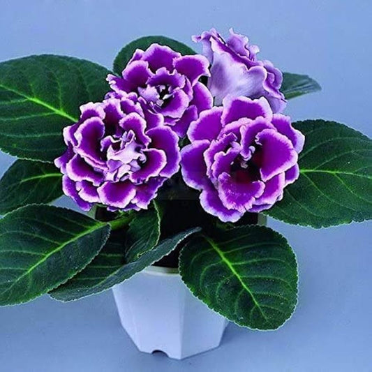 Violet White flower seeds