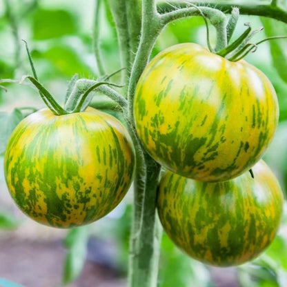 Green Zebra Tomato Seeds
