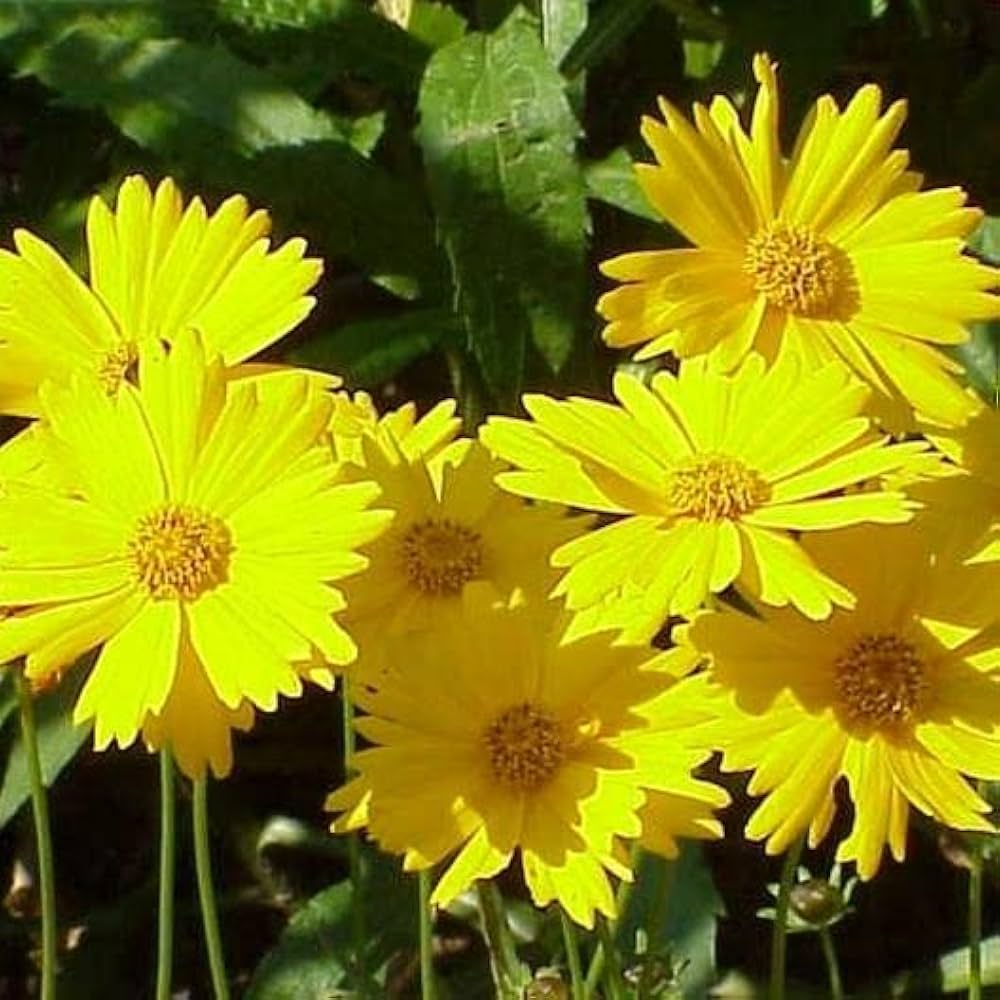 Leavenworth S flower seeds