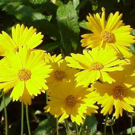 Leavenworth S flower seeds