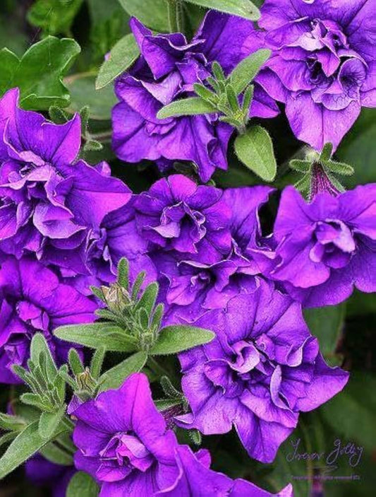 Lilac Halo flower seeds