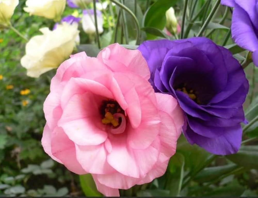 Grandiflorum flower seeds