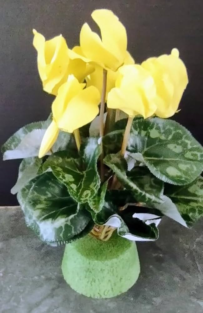 Yellow Cyclamen flower seeds