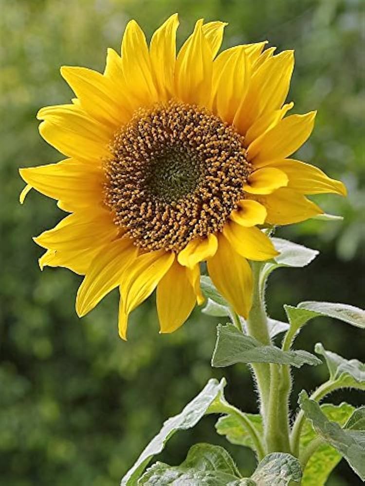 Hopi Common flower seeds