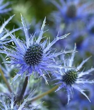 Blue Holly flower seeds