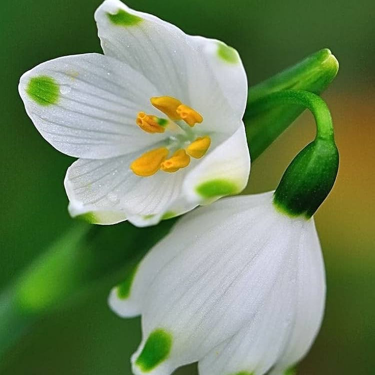 Snowdrop Bulbs flower seeds