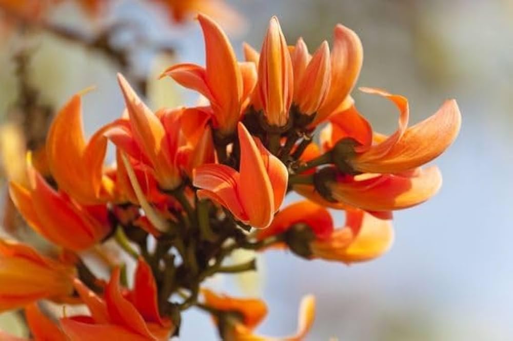 Mini Flame flower seeds
