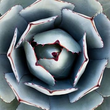 Green Agave flower seeds