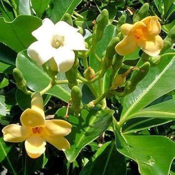 Pua Kenikeni flower seeds