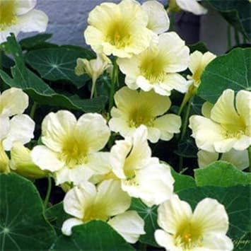 White Nasturtium flower seeds