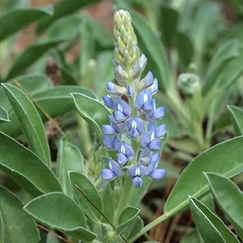 Sky Blue flower seeds