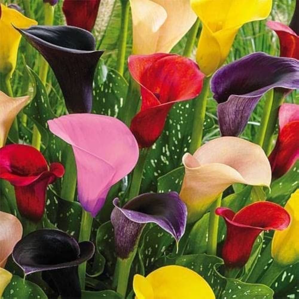 Calle flower seeds