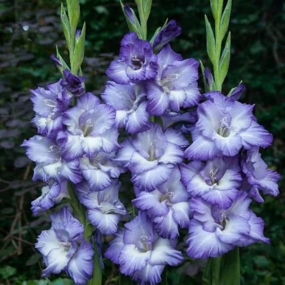 Pink Blue flower seeds