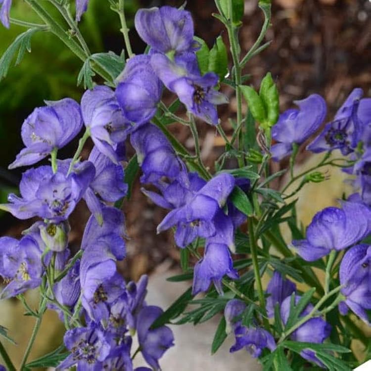 Blue Monkshood flower seeds