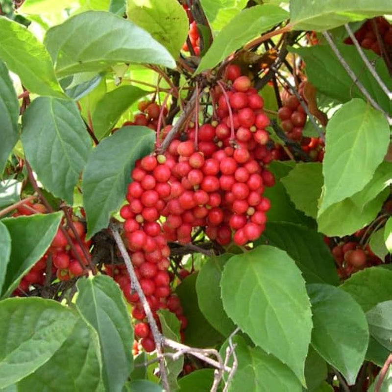Schisandra Fruit Seeds for Planting – Heirloom Non-GMO Garden Seeds