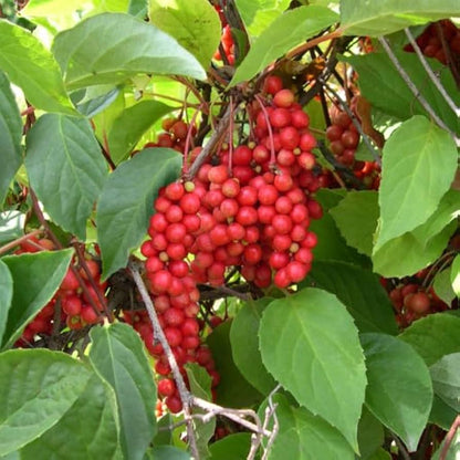 Schisandra Fruit Seeds for Planting – Heirloom Non-GMO Garden Seeds