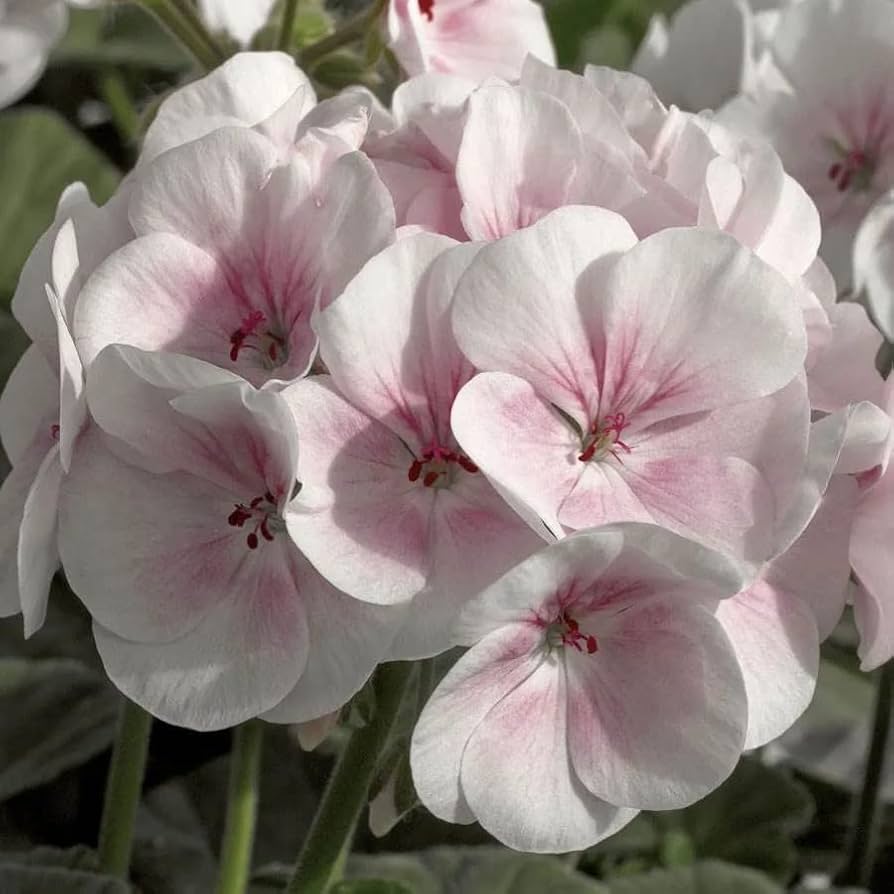 Baby Pink flower seeds