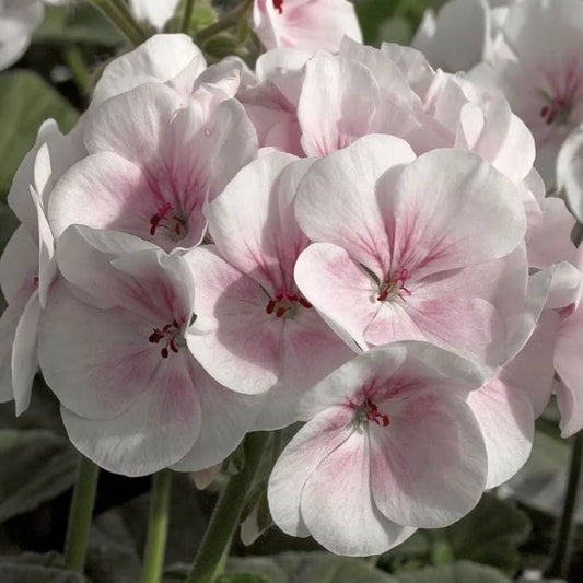 Baby Pink flower seeds