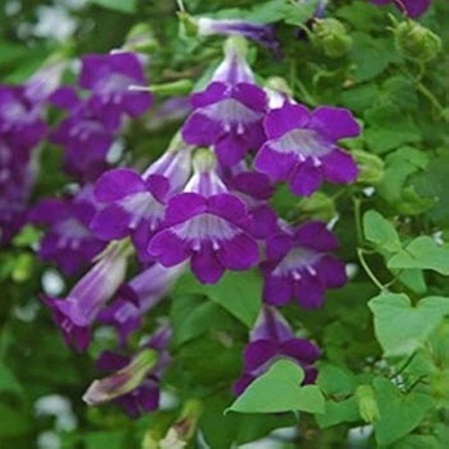 Climbing Snapdragon plant