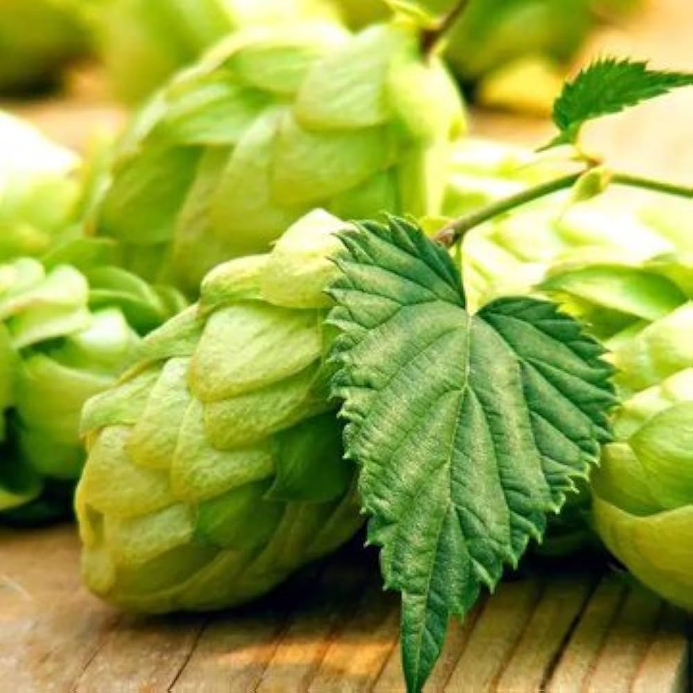 Humulus Lupulus flower seeds