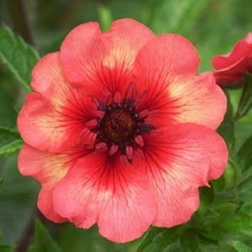 Red Willmott flower seeds